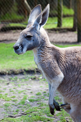 Naklejka na ściany i meble Western grey kangaroo