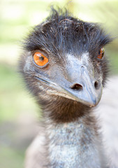 Close-up of emu face