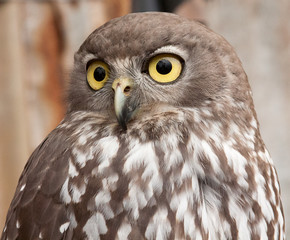 Barking owl close up