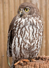 Barking owl perched on tree stump