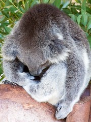 Koala sleeping in tree