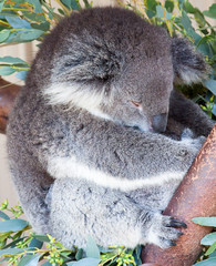 Koala clinging on to a tree