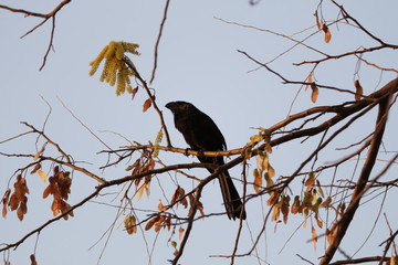 The Black Bird