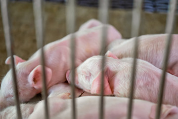 Small piglet lying in the stall, group of mammal stay indoor on the farm