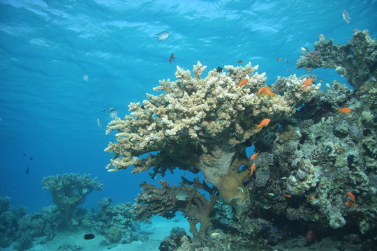 Corallen Bilder Durchsuchen 134 Archivfotos, und