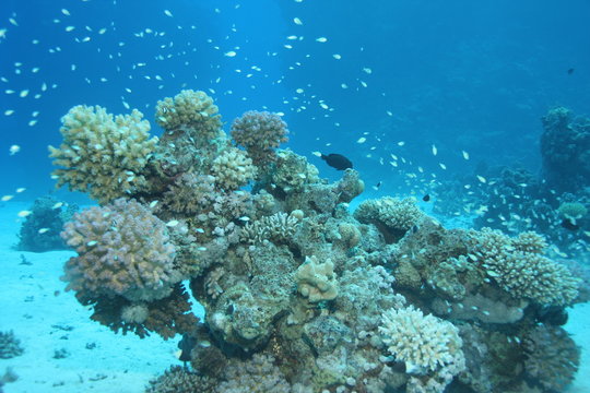 Corallen Bilder Durchsuchen 134 Archivfotos, und