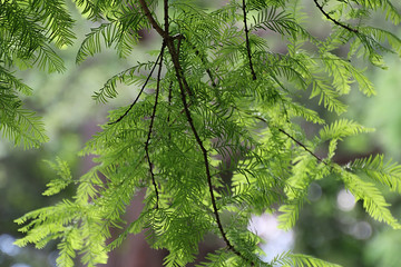Tree Branches From Evergreen