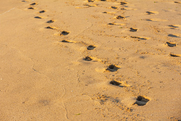 human footprints on the wet sand of the beach