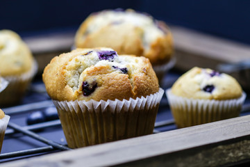 Blueberry Muffins