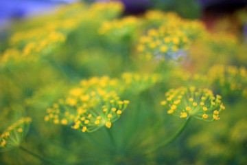 Flowers of dill in the garden