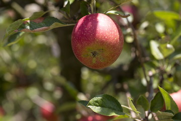 reifer, frischer Apfel am Baum