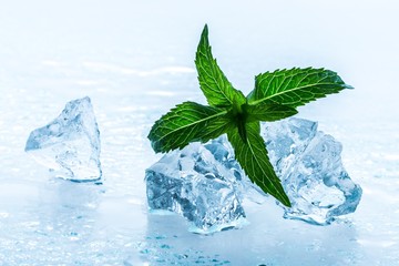 ice cubes with mint leaves