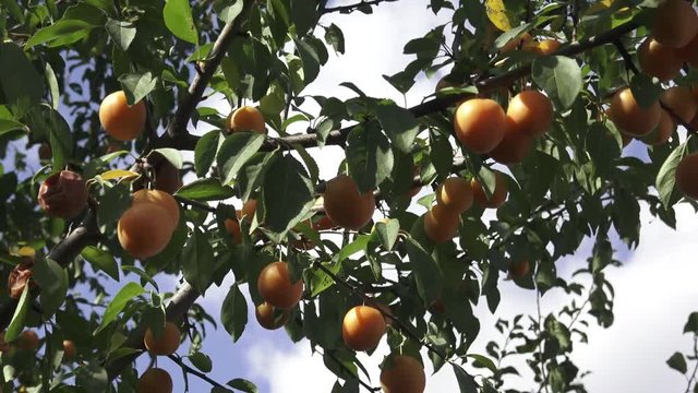 Yellow mirabelle plums. Ripe mirabelle on tree. Organic fruit before harvest in summer. (Prunus domestica syriaca)

