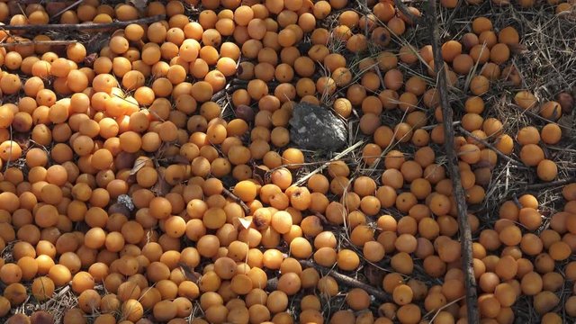 Yellow mirabelle plums. (Prunus domestica syriaca)
