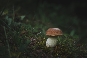 Petit cèpe sur la mousse