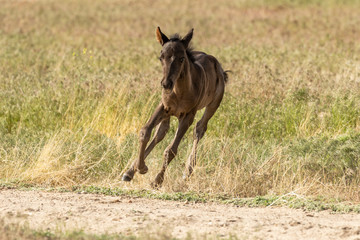 Wild Horse Foal
