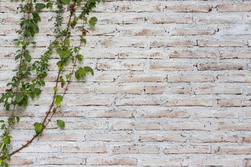 The wall is made of brick and then painted in white. There are creepers on the left wall.Green...