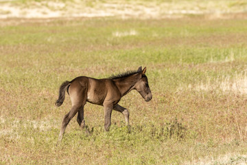 Wild Horse Foal