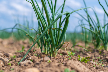 Zwiebel auf dem Acker - Gem&uuml;se anpflanzen