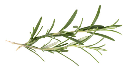 Sprig of fresh rosemary isolated on white background. Rosemary branch. Top view