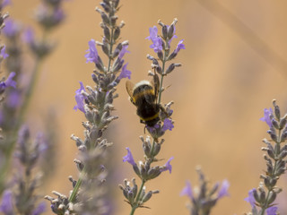 Bombus terrestris. Le bourdon terrestre ou cul blanc, une espèce de bourdon excellent pollinisateur, commun en Europe