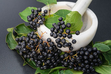 Schwarze Apfelbeere - Aronia melanocarpa