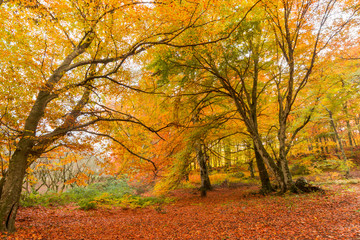 Foliage in Monti Cimini, Lazio, Italy. Autumn colors in a beechwood. Beechs with yellow leaves.