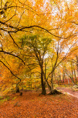 Foliage in Monti Cimini, Lazio, Italy. Autumn colors in a beechwood. Beechs with yellow leaves.