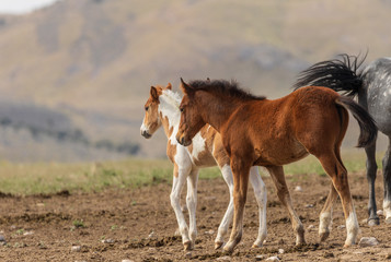 Obraz na płótnie Canvas Wild Horse Foal