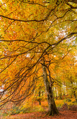 Foliage in Monti Cimini, Lazio, Italy. Autumn colors in a beechwood. Beechs with yellow leaves.