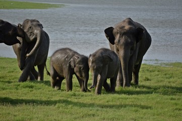 Fototapeta na wymiar wildlife elephants