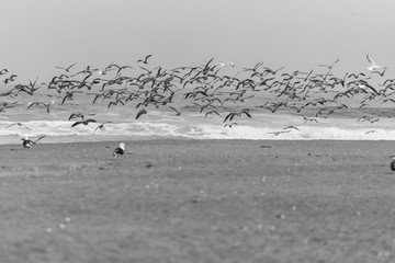 Birdwatching at  Lluta river wetlands in front of the Pacific ocean with its waves in the far horizon crashing the beach an amazing wildlife reserve and landscape, Arica, Chile