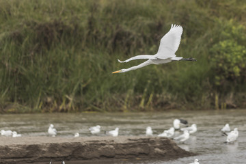 Heron flying and looking for fish at Lluta river wetlands in the north of Chile at Arica an amazing place for bird watching and enjoy Chilean wildlife and specially bird life