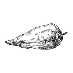 hand drawn illustration of pepper