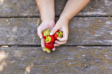Child holding fresh strawberries in hand. Kind hält frische Erdbeeren in Hand.