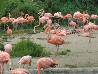 Flamingo Family