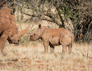 Fototapeta premium White Rhino Mother And Calf