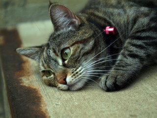 Cat lying on the floor