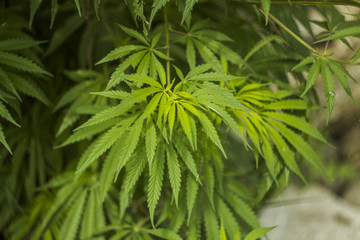 green leafs marijuana on the bush