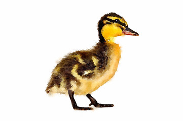Watercolour painting of a duckling. Baby mallard duck standing on a white background.