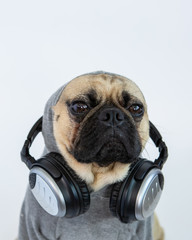 Cute Pug dog wearing a hoodie and headphones