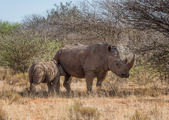 Obraz premium White Rhino Mother And Calf