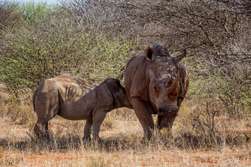 Fototapeta premium White Rhino Mother And Calf