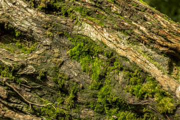 green moss on the bark tree