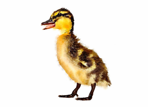 Watercolour painting of a duckling quacking. Baby mallard duck with beak open on a white background.