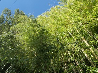 風になびく竹林