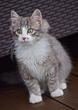 chaton typ&eacute; norv&eacute;gien - skogkatt