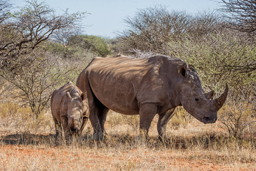 Fototapeta premium White Rhino Mother And Calf