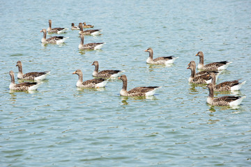 ducks in a lake