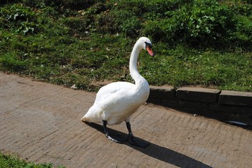 Swan on the move